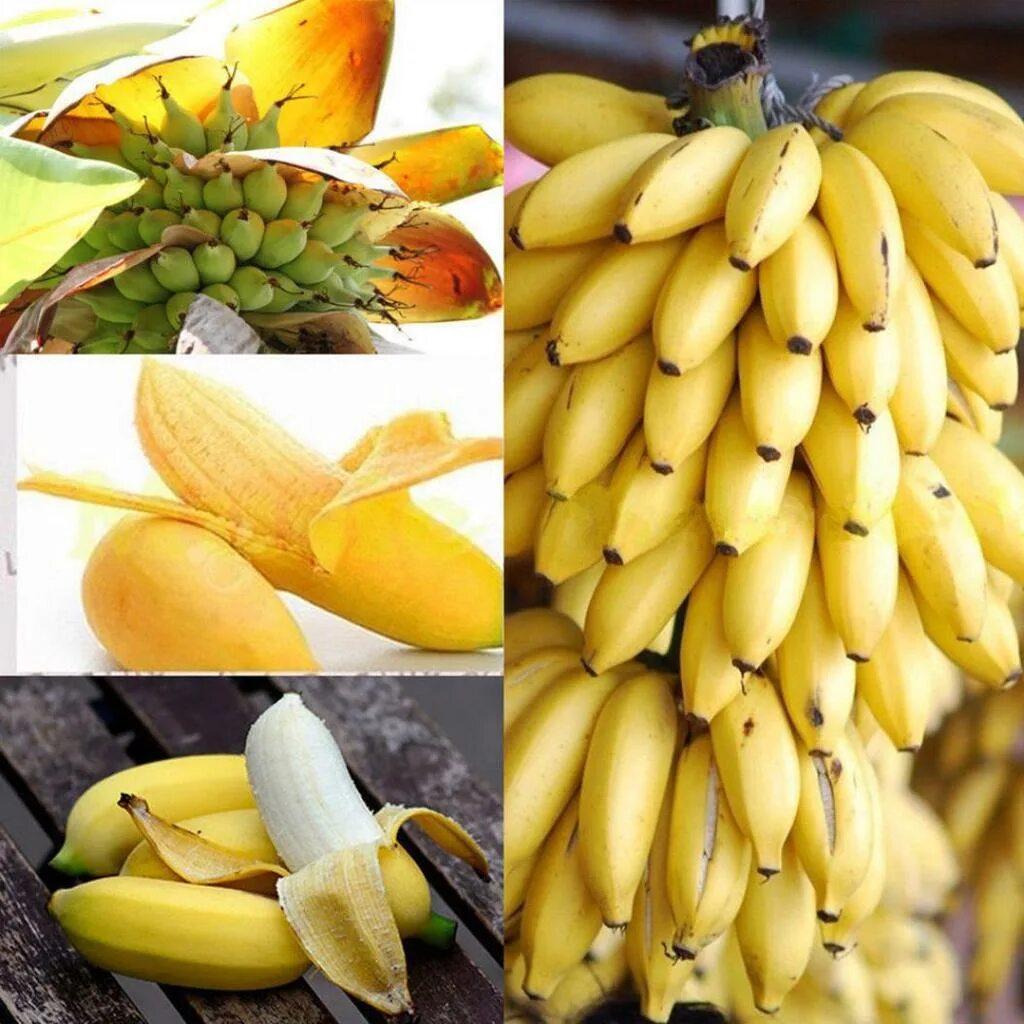 Где купить банан. Банановые семена. Семена банана Киевский карлик. Банан Dwarf orientali. Банан с семенами.