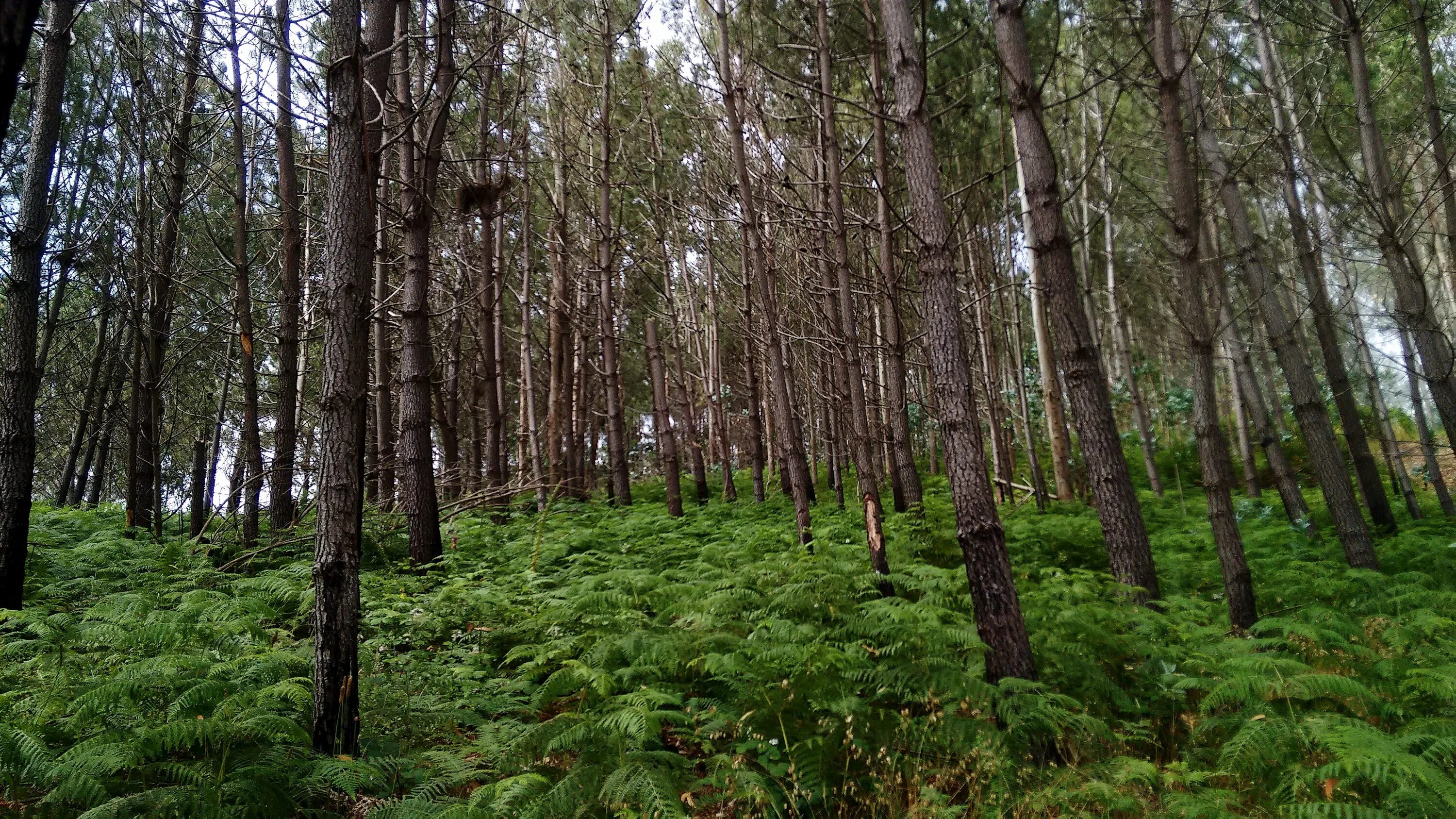 В основном лесу