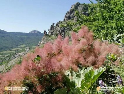 Кустарники крыма 4 класс окружающий мир