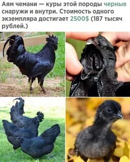 Полностью черные курицы