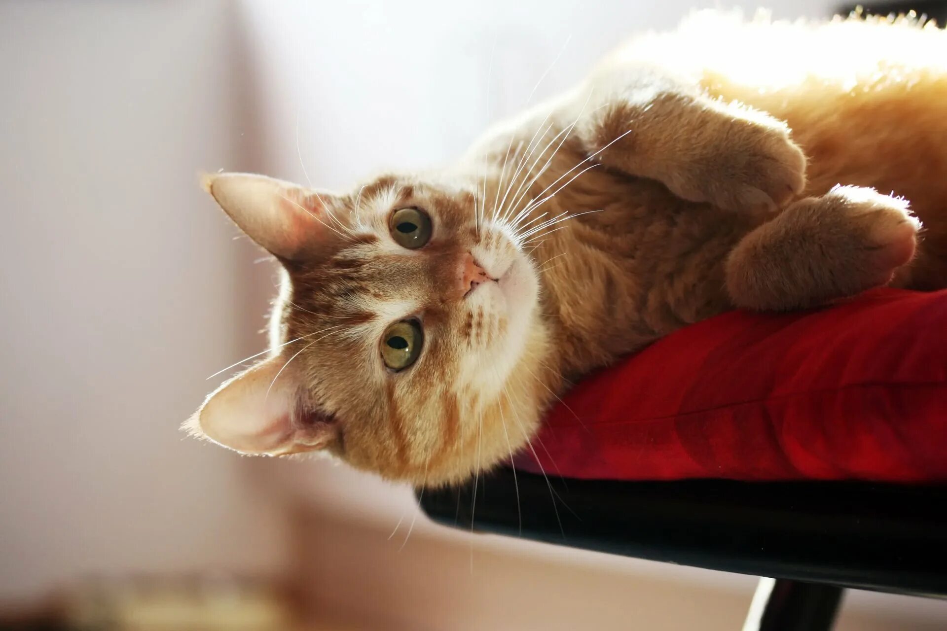 Мечтающая кошка. Кот лежит. Кот мечтает. Обои на рабочий стол рыжий кот. Котенок мечтает.