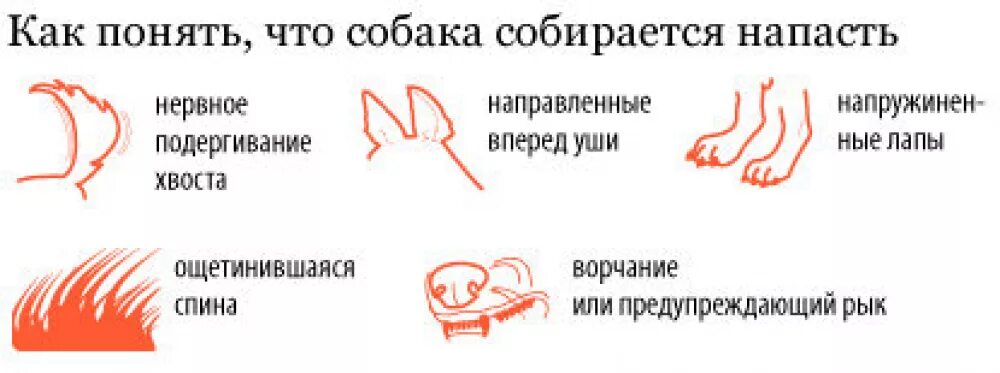 Что делать если укусила кошка. Правила поведения при нападении собаки. как понять что собака нападает. памятка о нападении собак. что делать при нападении собак памятка.
