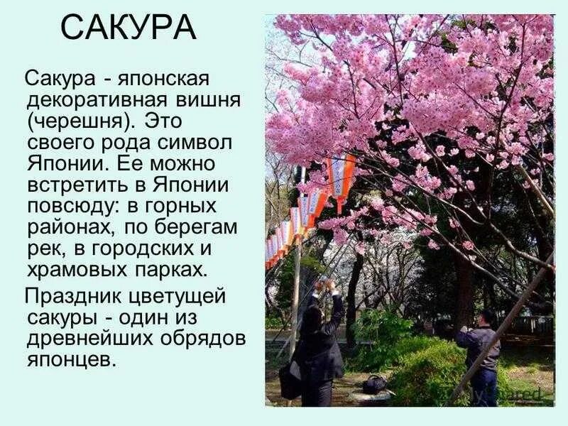 Сакура что означает. Сообщение о Японии. Сообщение о Сакуре. Япония презентация. Растительный мир Японии.