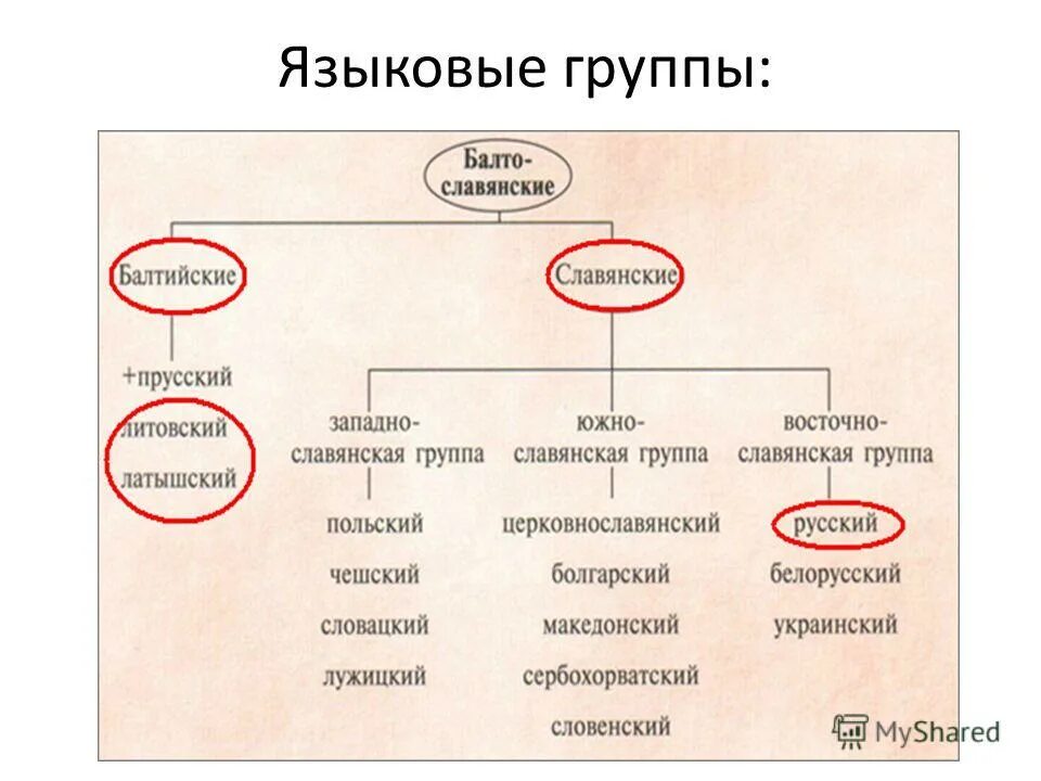 Языковые группы языков. Языковые. Языковые группы. Семьи и группы языков. Языковая группа и языки.