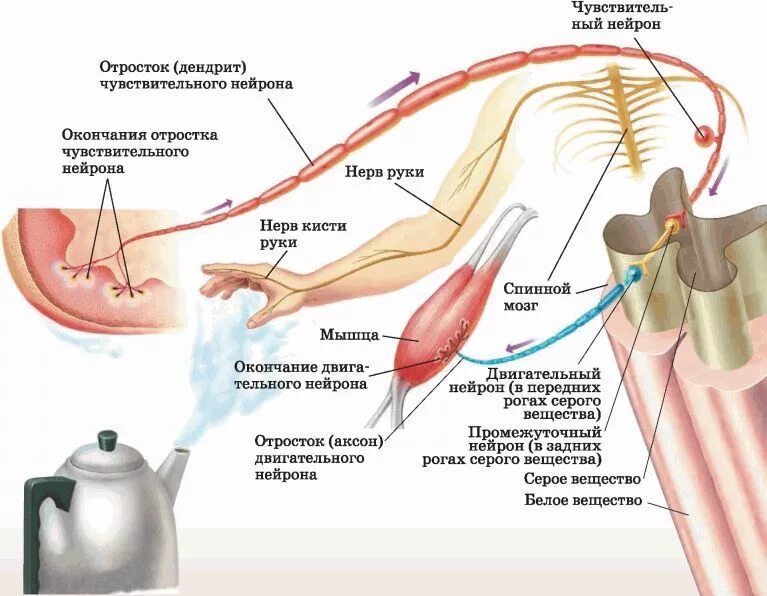 Рефлекторная дуга отдергивания руки от горячего предмета. Рефлекторная дуга при отдергивание руки от горячего предмета. Рефлекс отдергивания руки от горячего предмета. Рефлекторная дуга отдергивания руки от горячего предмета. Рефлекс руки схема.