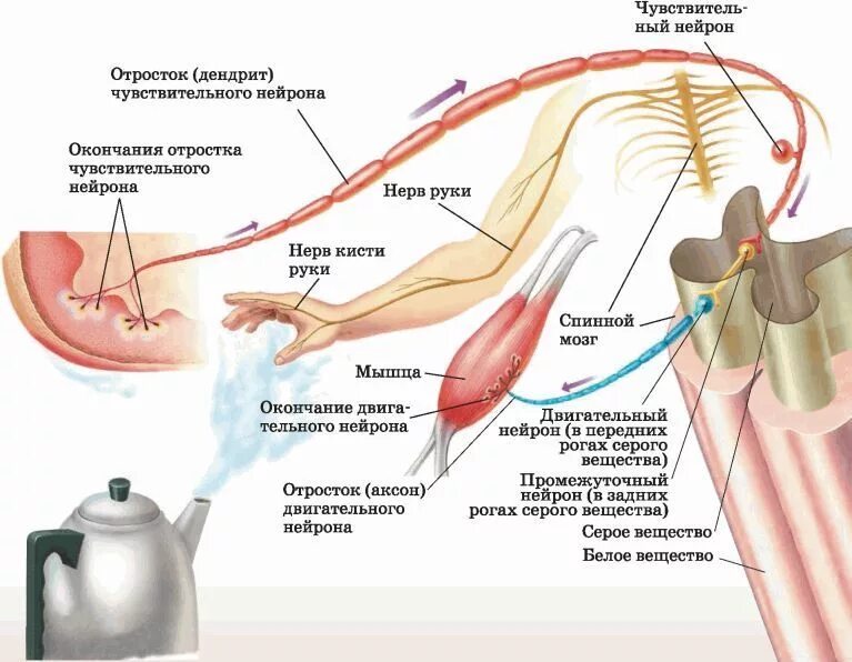 Рефлекс отдергивания руки от горячего. Рефлекс отдергивания руки от горячего предмета. Схема рефлекторной дуги сгибательного рефлекса руки. Рефлекс отдергивания руки от горячего предмета рефлекторная дуга. Схема рефлекторная дуга сгибательного рефлекса рисунок.