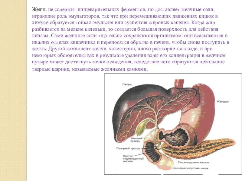 Желчь в процессе пищеварения. Ферменты содержащиеся в желчи способны расщеплять. Ферменты желчного пузыря. Пищеварительные ферменты с желчью. Желчь в пищеварении.
