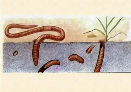 Қыздар кончают қатты ал лизать олардың письки онлайн порно видео