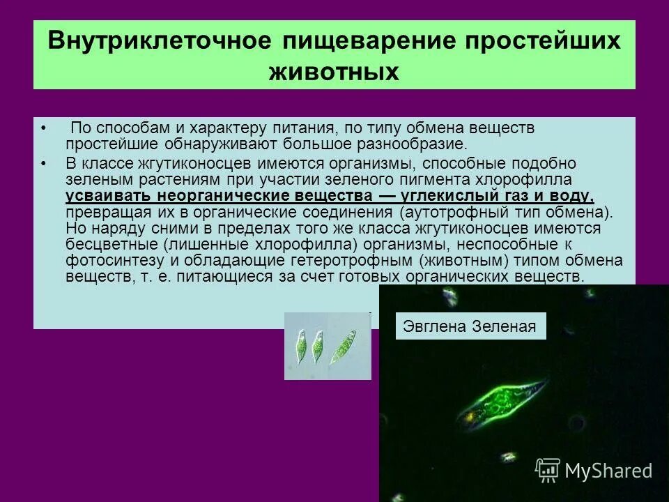 Мечников. Внутриклеточное пищеварение клетки. Пристеночное пищеварение схема. Этапы внутриклеточного пищеварения. Пищеварение полостное и внутриклеточное.