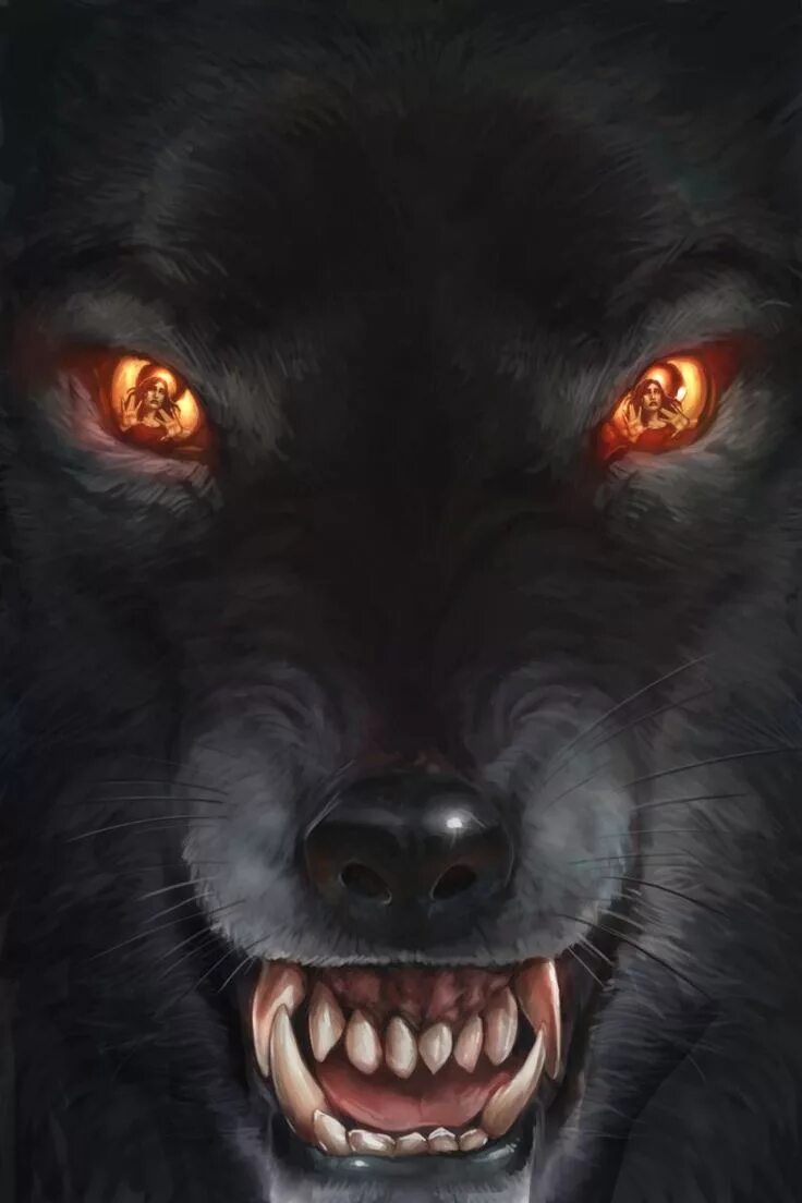 У нее красные глаза злой оскал. Черная пантера оскал пума. Стихи про волков и оборотней. Динго оскал. Волкособ злой.