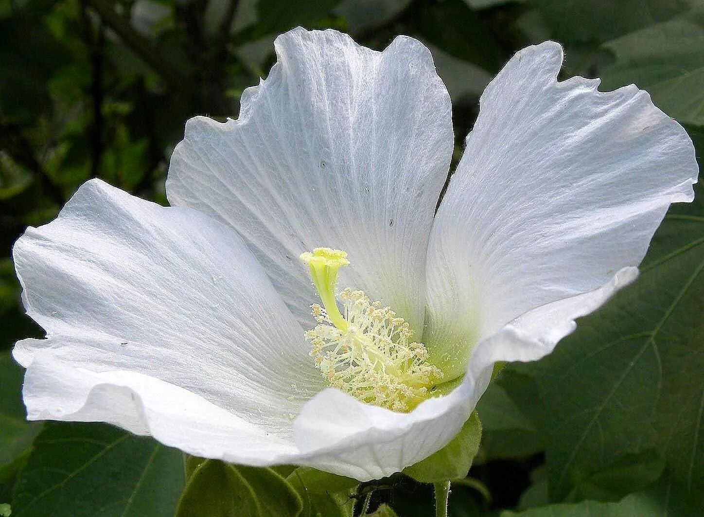 Низкое растение с белыми цветами. Гибискус белый. Цветок гибискуса белый.