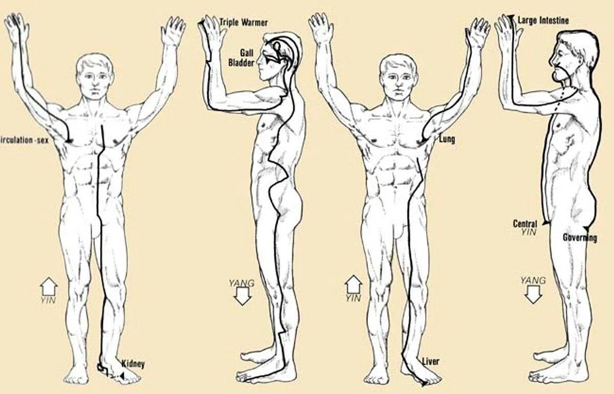 Меридианы цигун. Прямой и обратный даосский круг. Прямой и обратный круг энергетические. Прямой и обратный даосский круг энергии.