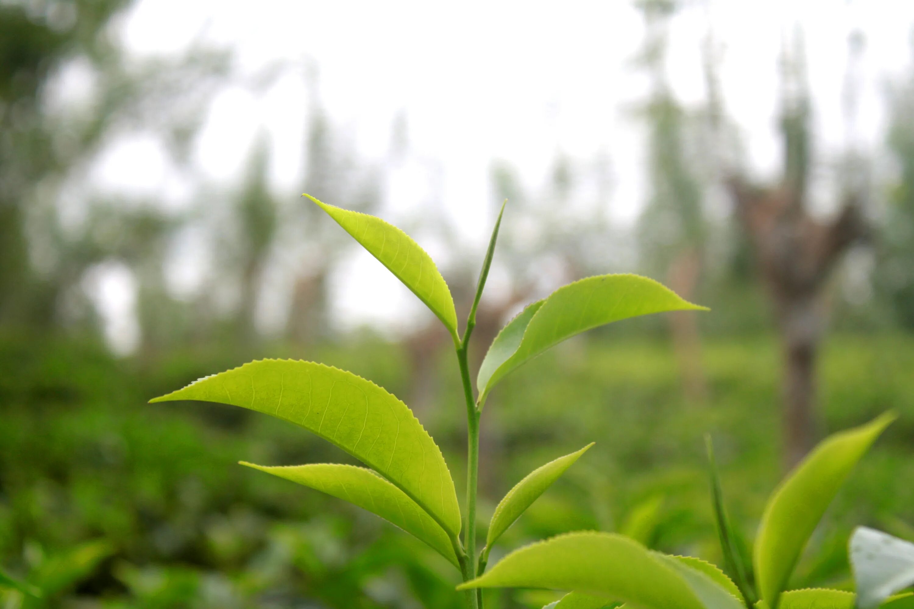 Camellia sinensis листья. Camellia sinensis дерево. Чайное дерево растение Цейлон. Листики чайного дерева. Чайная листва