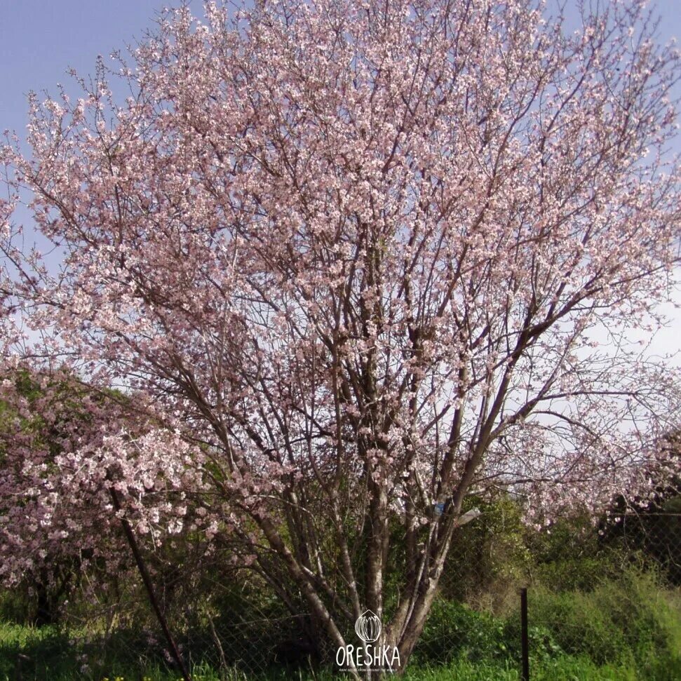 Миндаль великий новгород. Прунус амигдалус. Миндаль обыкновенный (Prunus Dulcis). Миндаль обыкновенный (Amygdalus communis). Миндаль Бухарский.