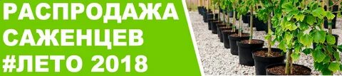 Лучшие магазины саженцев по отзывам