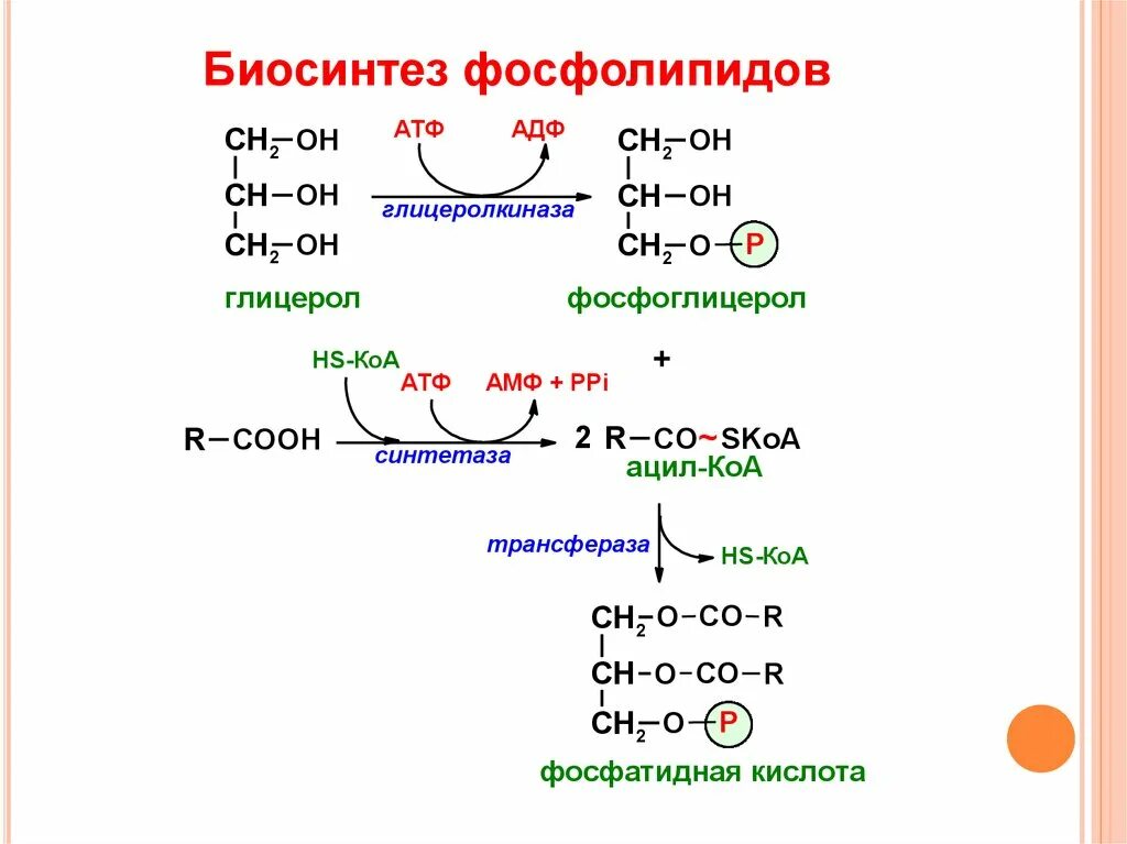 Синтез липидов мембраны. Синтез и распад фосфолипидов. Реакции биосинтеза фосфолипидов. Пути синтеза фосфолипидов биохимия. Синтез фосфолипидов из фосфатидной кислоты.