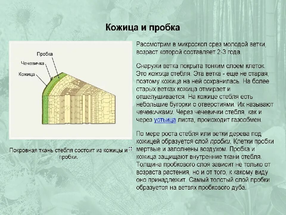 Мертвой тканью является. Покровная ткань растений пробка. Покровная ткань стебля. Строение пробки стебля. Покровная ткань стебля растения.