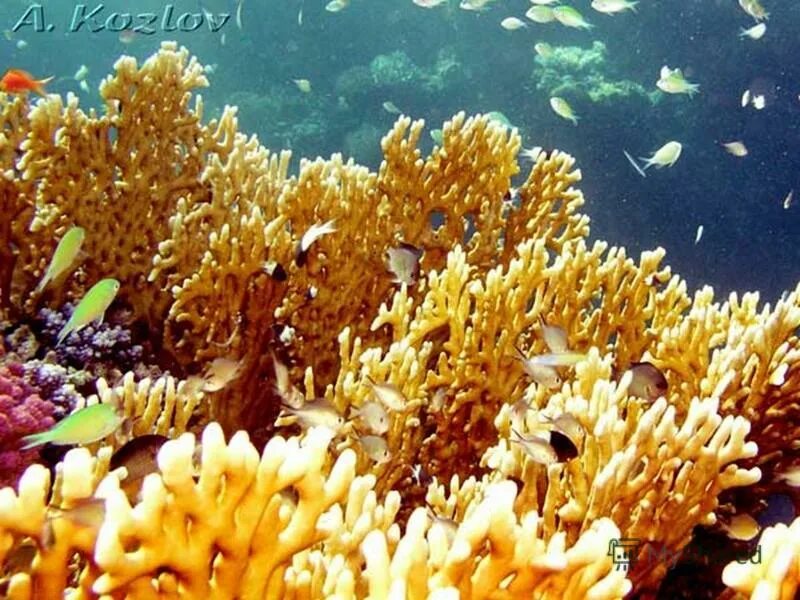 огненный коралл