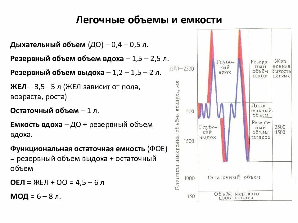 Величина дыхательного объема. Легочные объемы и емкости физиология. Дыхательные объемы и емкости физиология. Спирограмма схема физиология. Объем дыхания норма.