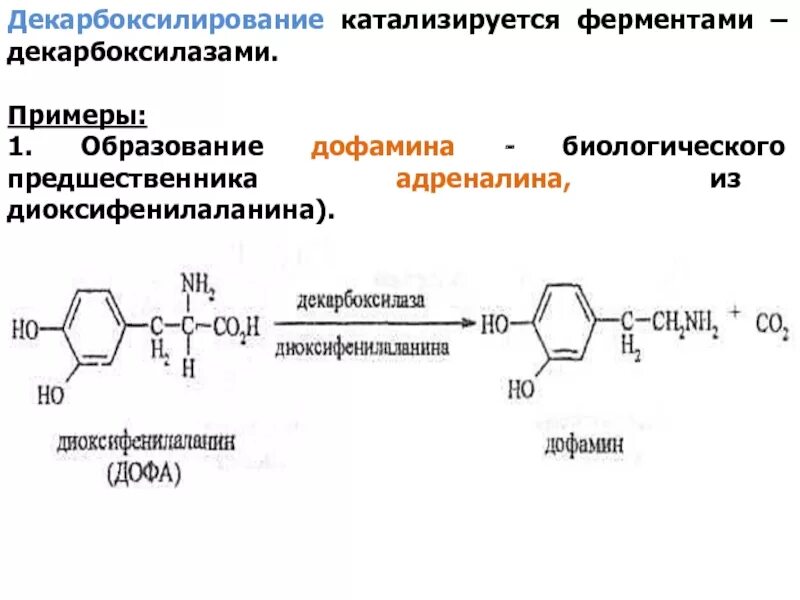 Фермент адреналина. Дофа дофамин реакция. Декарбоксилирование фенилаланина реакция. Декарбоксилирование дофамина. Тирозин Дофа дофамин.