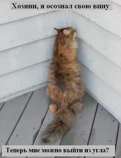 Кот стоит в углу