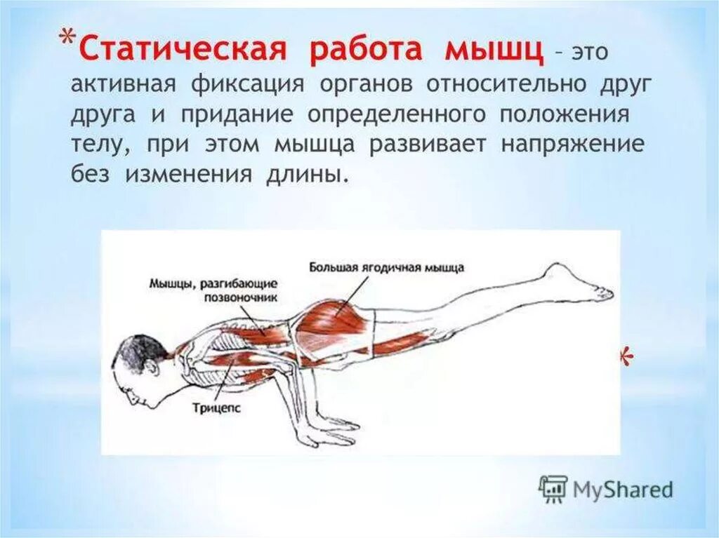 Фиксирующая работа мышц