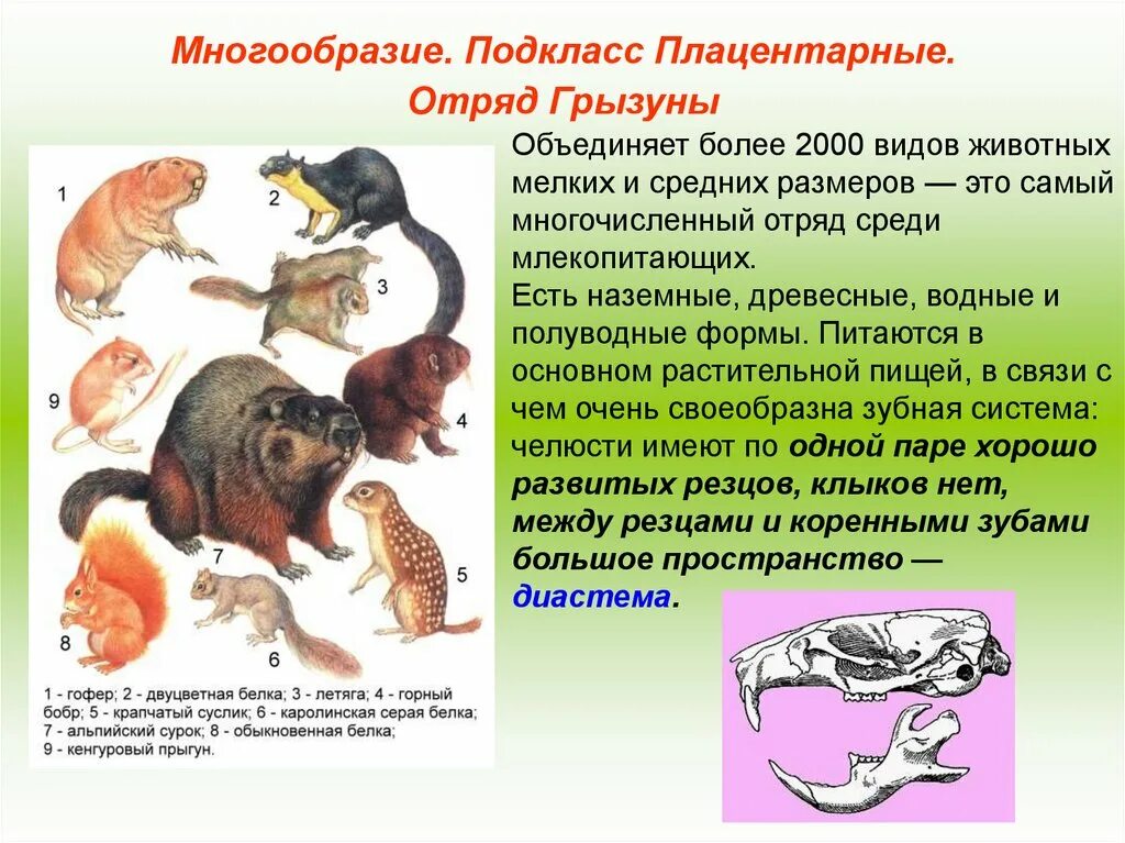 Высшие млекопитающие характеризуются. Общая характеристика плацентарных млекопитающих. Отряды подкласса плацентарные. Отряды плацентарных млекопитающих 7 класс. Представители высших плацентарных млекопитающих.