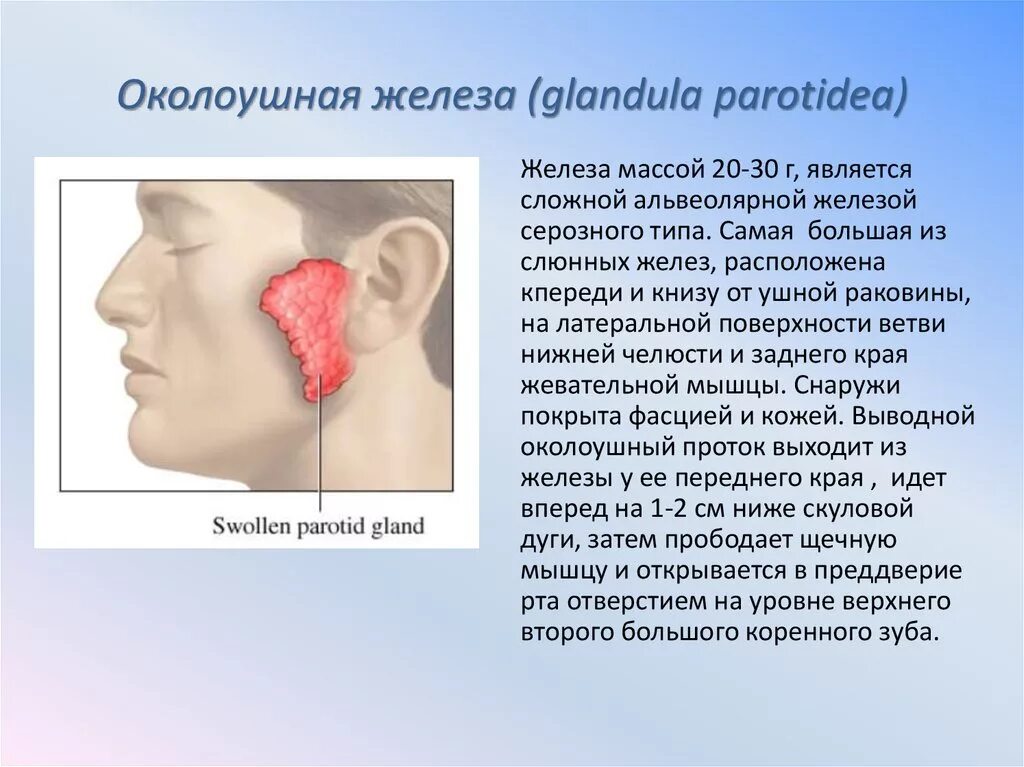 Околоушная слюнная железа. Околоушная слюнная железа гормоны. Околоушная слюнная железа болит. Околоушная слюнная железа топка. Для околоушной железы характерны