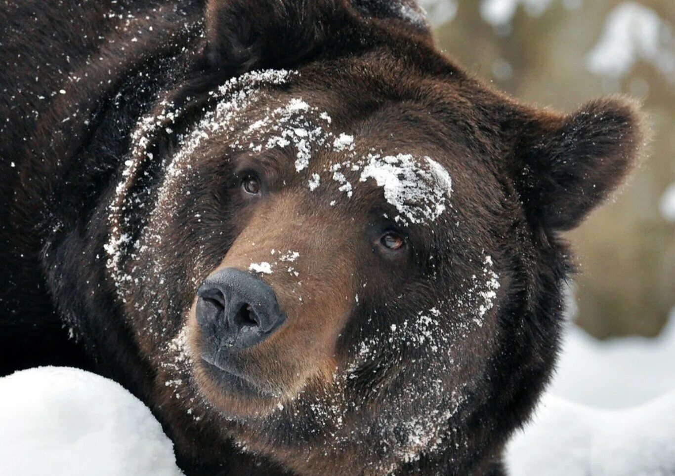 Медведь берлога волк. Медведь зимой. Медведь из берлоги. Глаза медведя. Медведь в зимнем лесу.