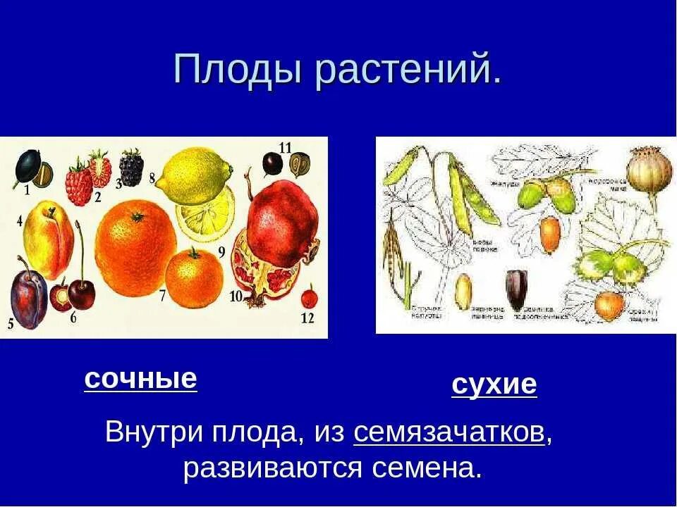 Назови плодовые. Плоды растений. Сухие и сочные плоды. Плоды и семена. Сочные плоды растений.