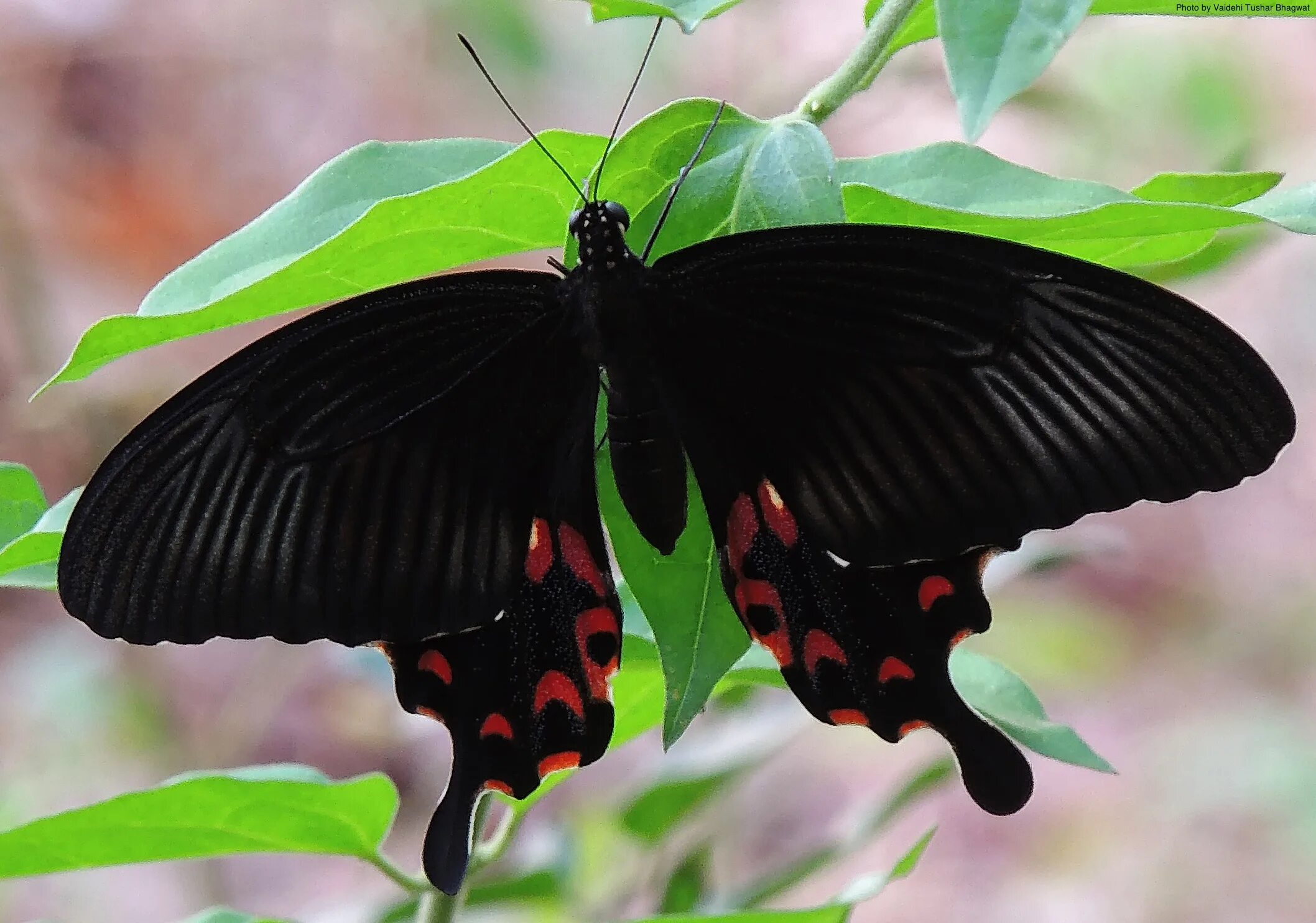 Бабочки Papilio Polytes (парусник Полит). Papilio Polytes бабочка. Papilio Polytes куколка. Бабочка парусник деифоб. Бабочка черный рынок