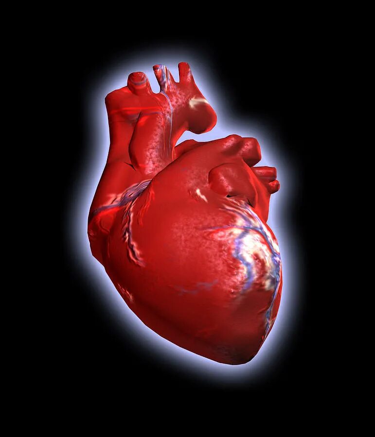 особенности строения сердца у детей. сердце взрослого и ребенка. сердце в руках матери и ребенка. сердце взрослого и ребенка. форма сердца новорожденного ребенка.