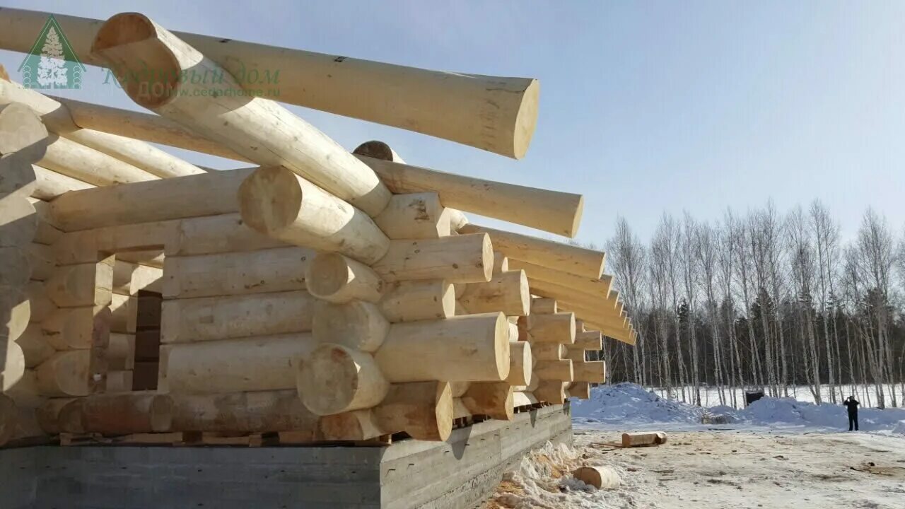 Деревянные бани из бревна. Срубы алтайский край. Баня сруб кедр. Дома из сруба для базы отдыха. Сруб из кедра большого диаметра.