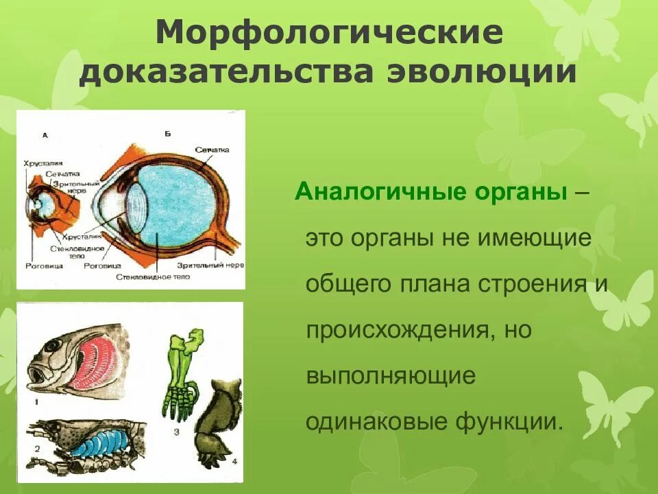 Аналогичные функции. Морфологические свидетельства эволюции. морфологические доказательства эволюции. аналогичные органы доказательства эволюции. доказательства эволюции морфологические доказательства.