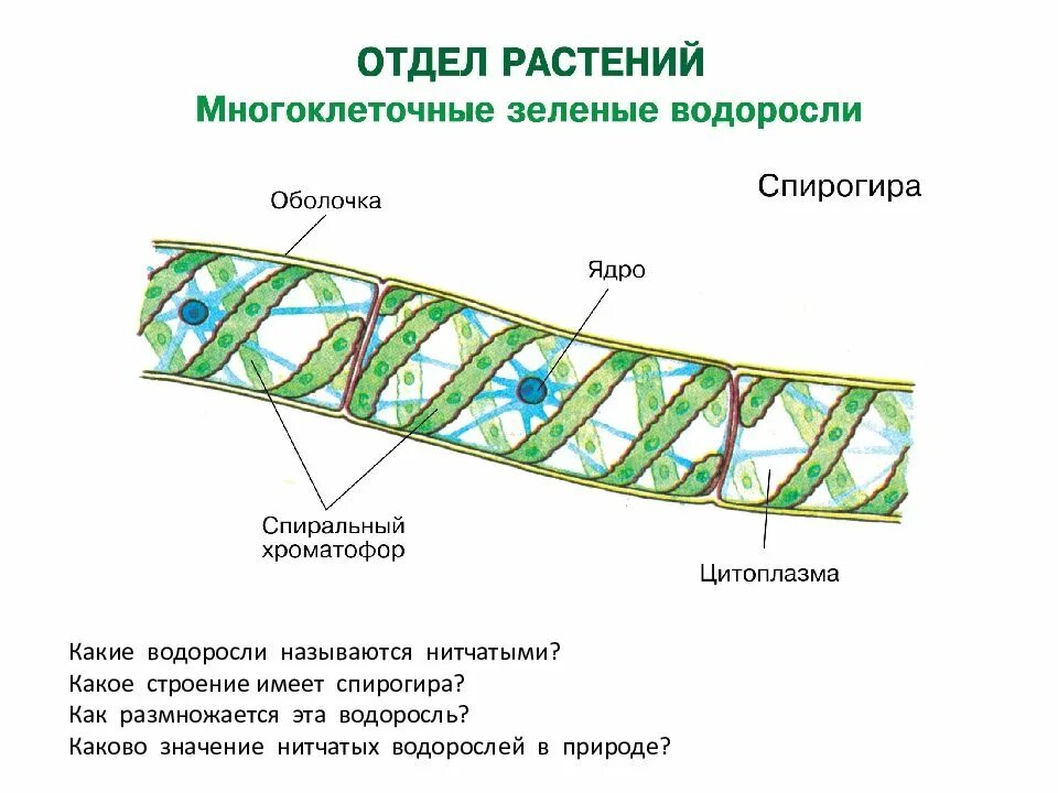 Спирогира отдел