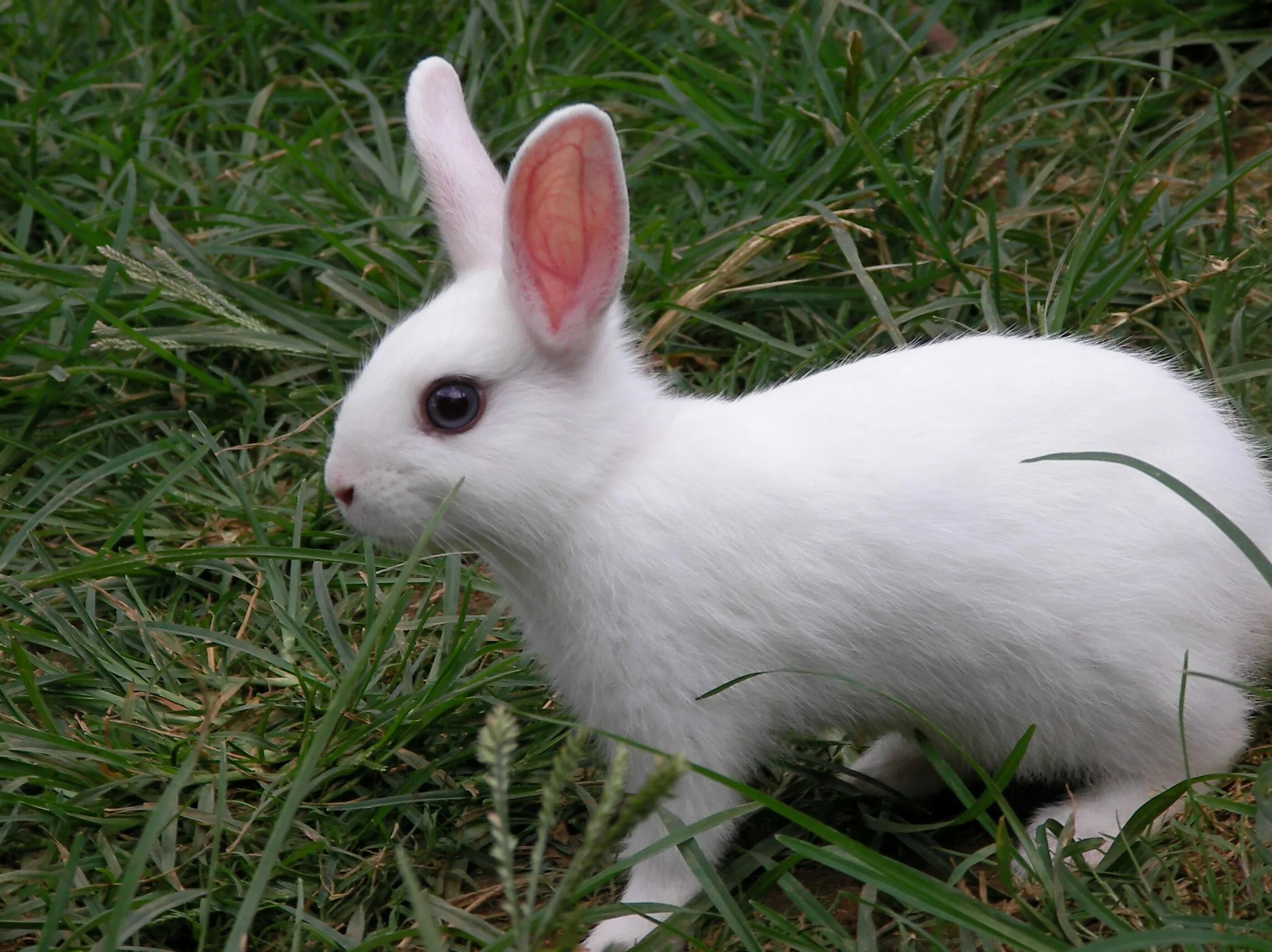 Rabbit type