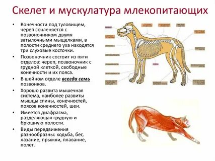 План внутреннее строение млекопитающих