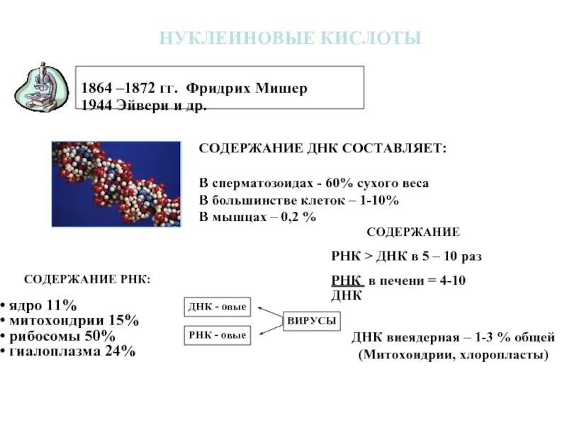 Одно из составляющих днк