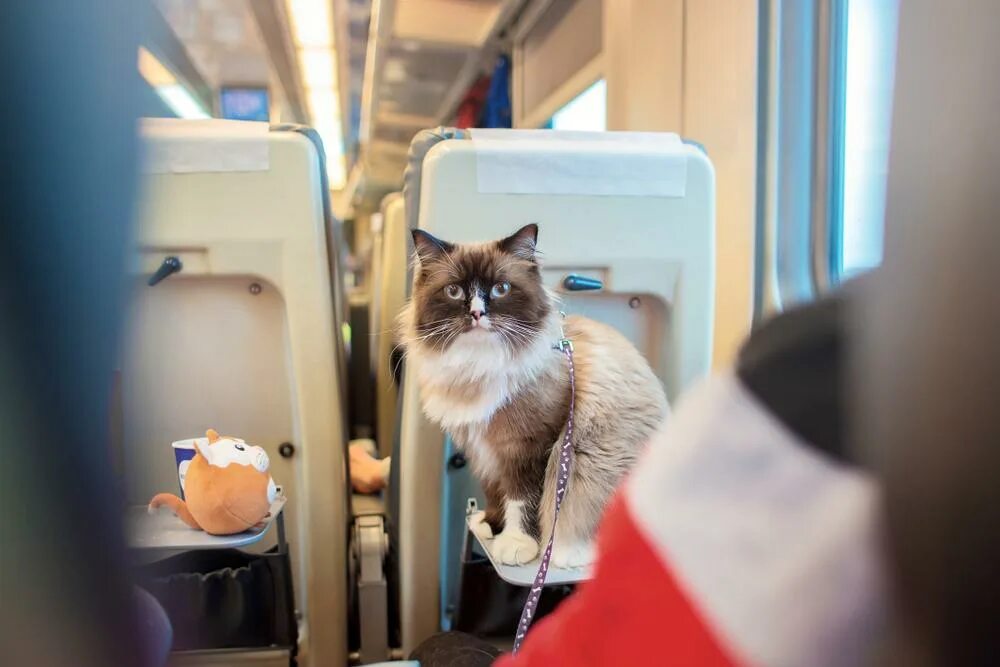 Кот железная дорога. Животные в поезде. Кот в поезде. Вагон с животными. Вагоны для пассажиров с животными.