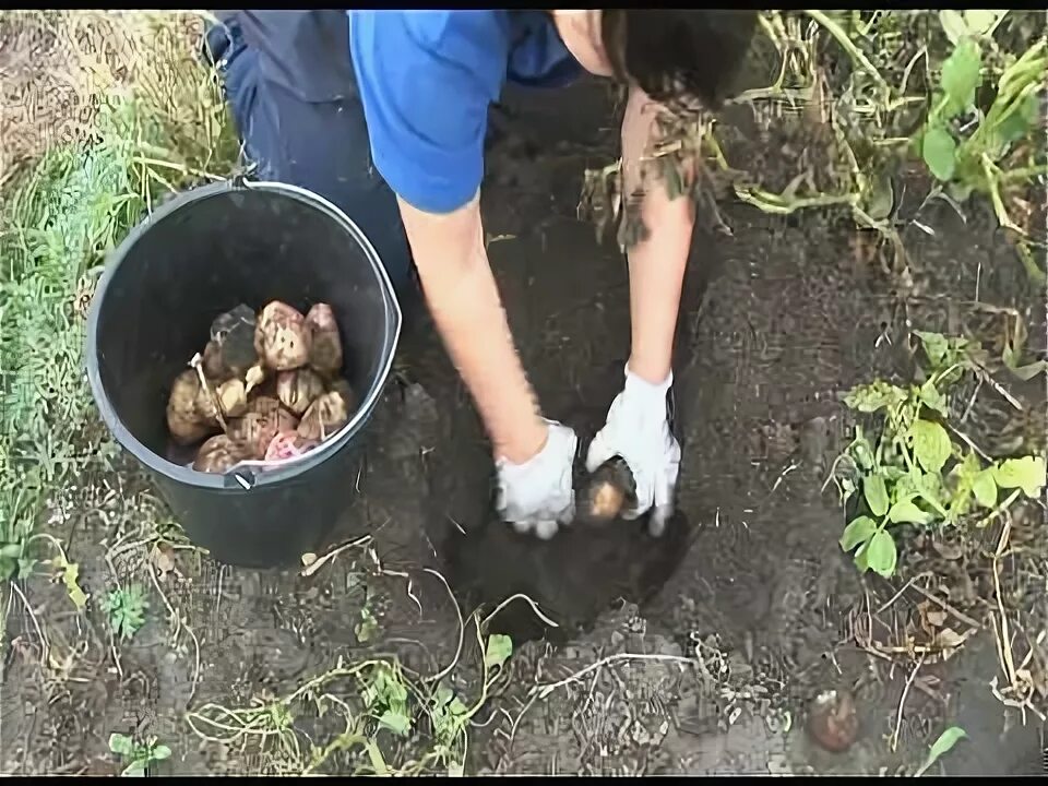 Благоприятные дни для копки картофеля в августе и в сентябре. Когда копать картошку в красноярске. Поле с выкопанной картошкой. Картофель американка выращивание в сибири. Когда копать картошку в красноярске.