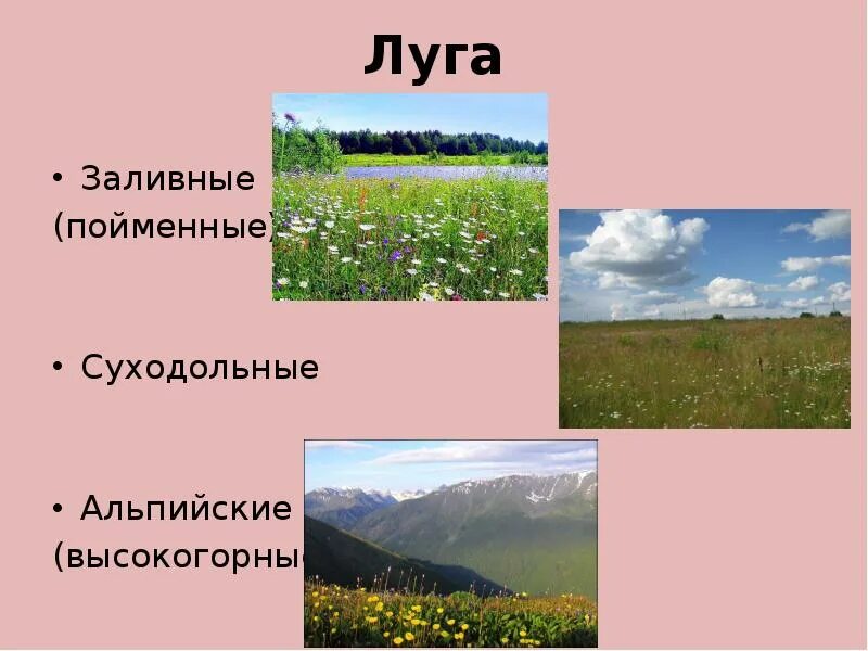 Луг располагается. Заливные и суходольные луга. типы лугов. пойменные и суходольные луга. общий вид луга.