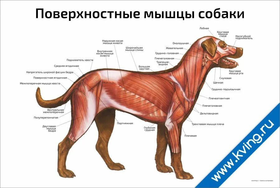 Мускулатура млекопитающих. Мышцы собаки анатомия. Мышцы туловища собаки анатомия. Мышечное строение собаки. Поверхностные мышцы собаки.