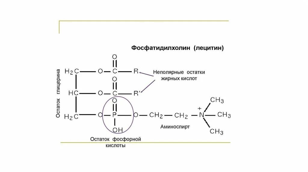 Лецитин фосфатидилхолин формула. Фосфатидилхолины структурная формула. Структура фосфатидилсерина формула. Фосфатидилхолин строение формула. Фосфатидилхолин это