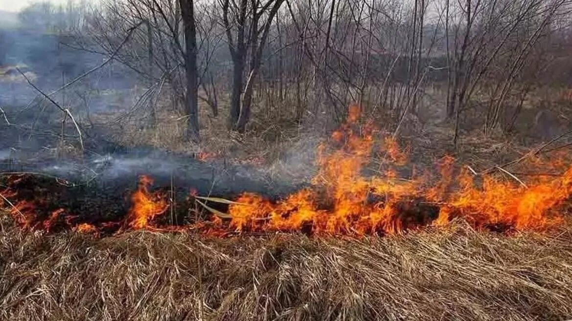 Палы сухой травы. Горение сухой растительности. Весенний пал травы. Травяной пожар.