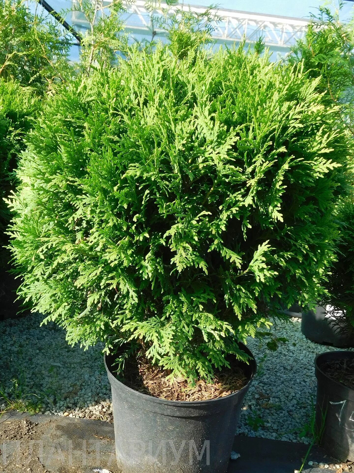 туй екатеринбург. туя западная «ауресценс» thuja occidentalis «aurescens». даника хвойные. туя ватерфилд. туй екатеринбург.