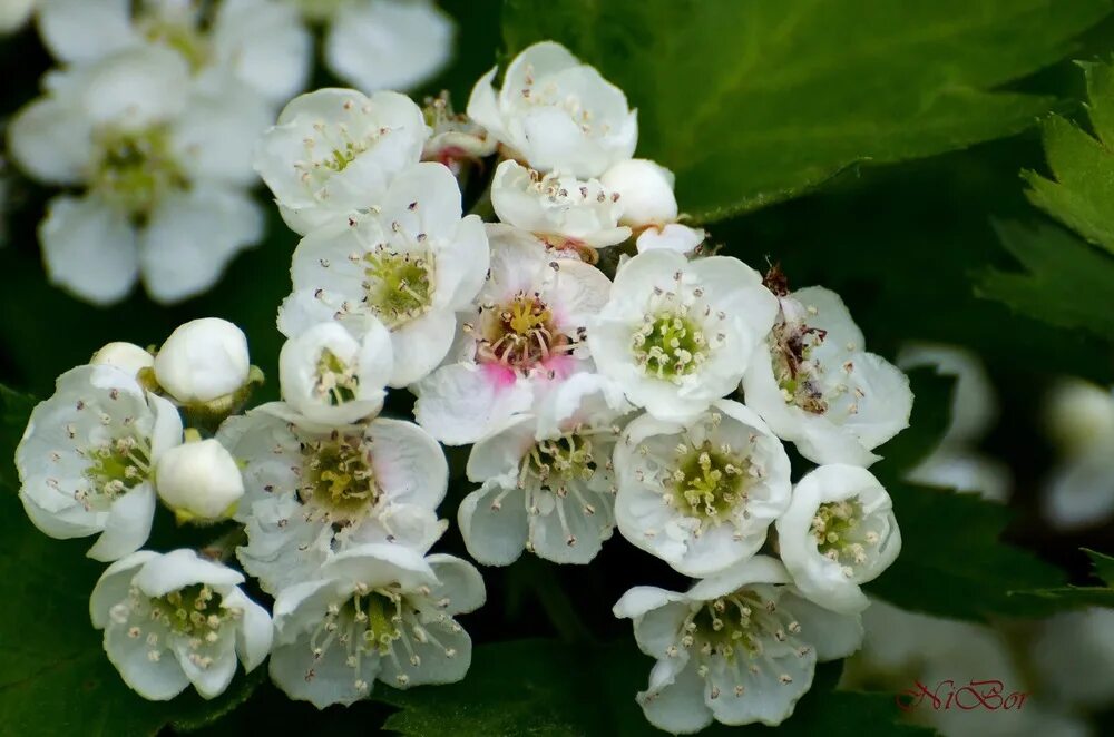 Сорок июнь. Стихи о начале войны. Сорок июнь. 22. Сорок июнь.