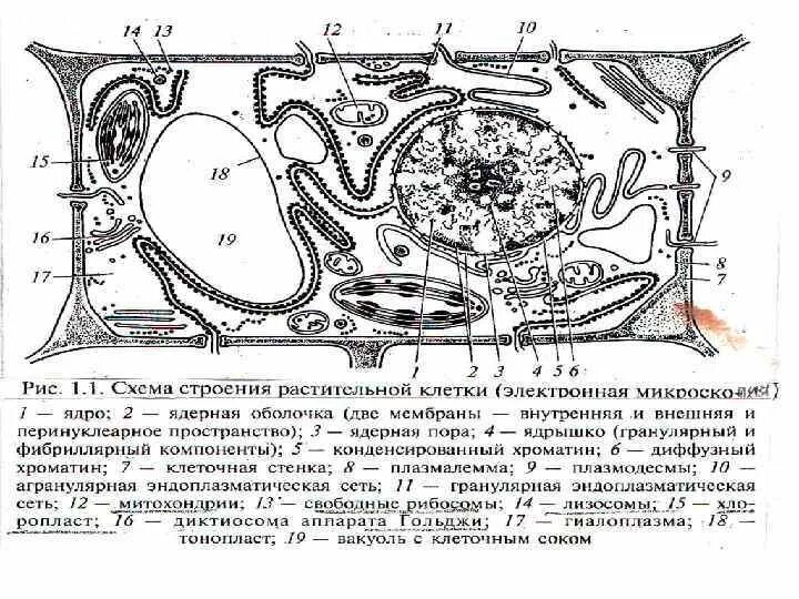 Клетка пояснение. Схема строения растительной клетки. Строение растительной клетки ботаника. Схема строения клетки растения. Строение растительной клетки 10 класс.