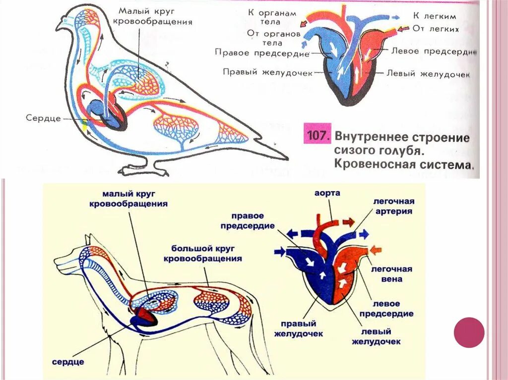 Кровеносная система биология 8 класс контрольная. Кровеносная система. Кровеносная система кровь животных. Кровь и кровеносная система презентация. Кровеносная система коровы.