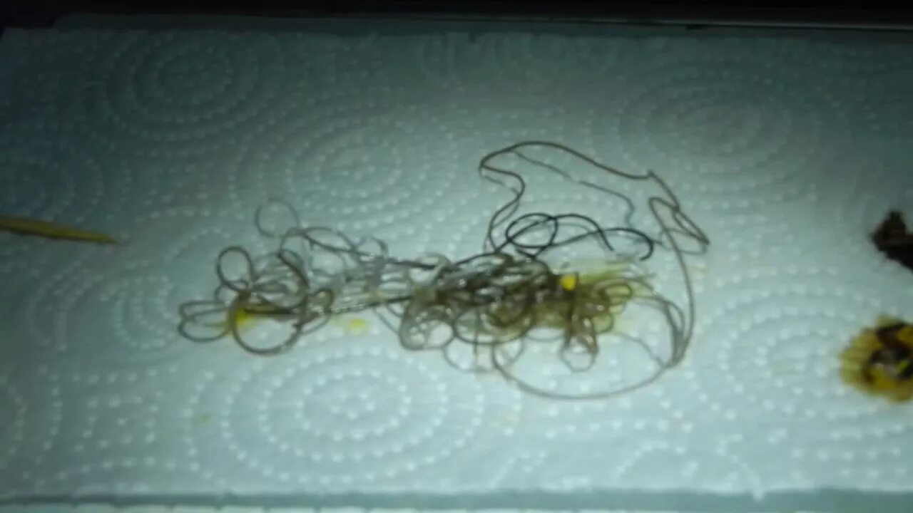 Волосатики черви паразиты. Волосатик конский волос. Червь паразит волосатик.