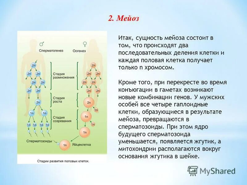 Биологическая сущность мейоза состоит в. Сущность мейоза. Мейоз 2н4с. Гаметогенез мейоз. Митоз мейоз гаметогенез.